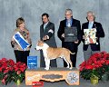 (4) TERRIER - CH Alpine's Ring of Fire - American Staffordshire Terrier